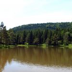 beautifull lake in forest