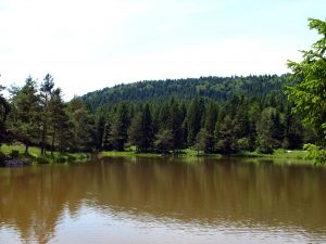 beautifull lake in forest