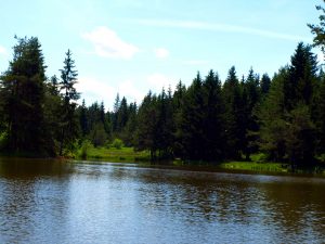 jezero sredi gozda