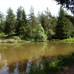 rakitna lake green trees