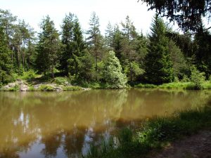 rakitna lake green trees