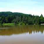 small lake arounded with trees