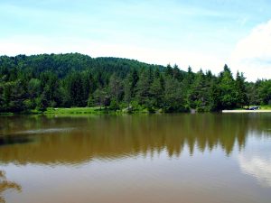 small lake arounded with trees