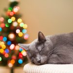 27 02 17 cat gray rest christmas tree lights bokeh holiday new year14699