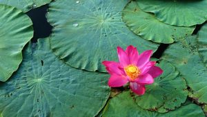 cute lotus flower hd picture