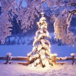 christmas tree wallpapers 7753