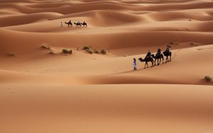 desert camel wallpaper 8308