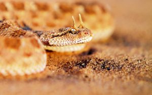 desert horned viper sand 8309