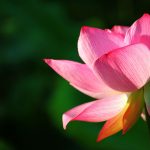 free lotus wallpaper 9025