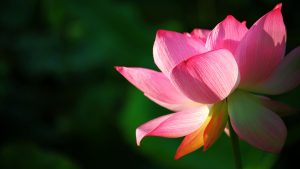 free lotus wallpaper 9025