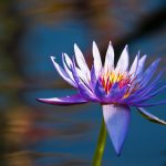 free purple lotus wallpaper 3857