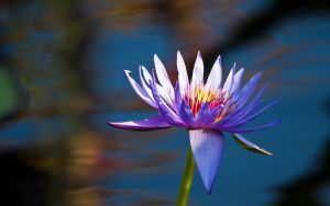 free purple lotus wallpaper 3857