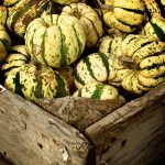 green white pumpkins autumn 9465