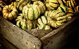 green white pumpkins autumn 9465