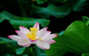 lotus flower pictures 15613