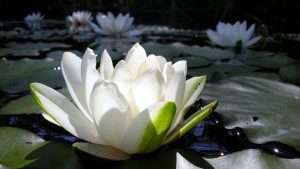 lotus flower wallpaper 10252