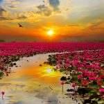 lotus flowers 2880x1800 sunset hd 5732