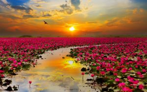 lotus flowers 2880x1800 sunset hd 5732