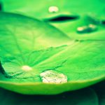 lotus leaves wallpaper 10253