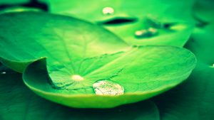 lotus leaves wallpaper 10253