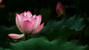 lotus pink lotus flowers 1920x1080