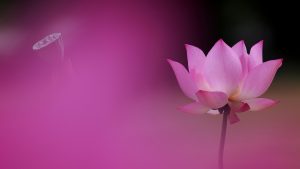 pink lotus petals background 1920x1080